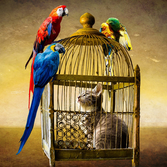 Birdcage